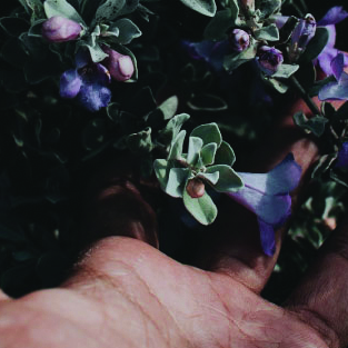 Image for NATURE & POETRY