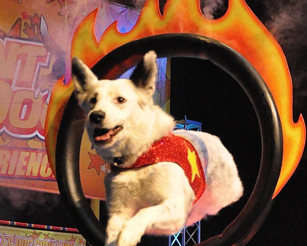 Image for The Perondi's Stunt Dog Experience