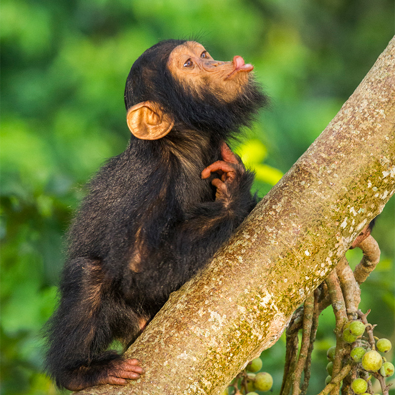 Image for National Geographic Live | Ronan Donovan: Social by Nature