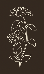 line drawing of an autumnal wildflower